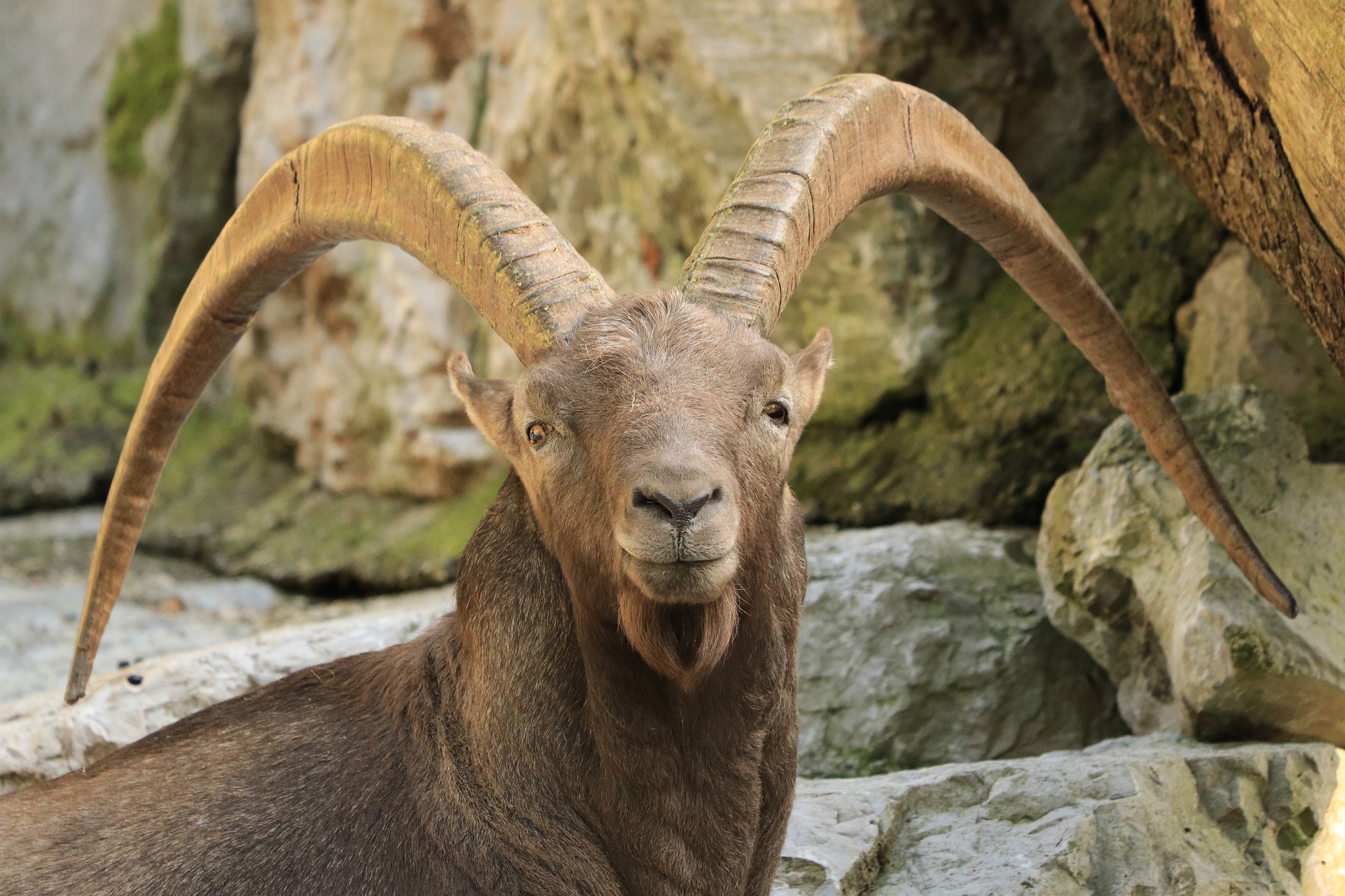 Steinbock