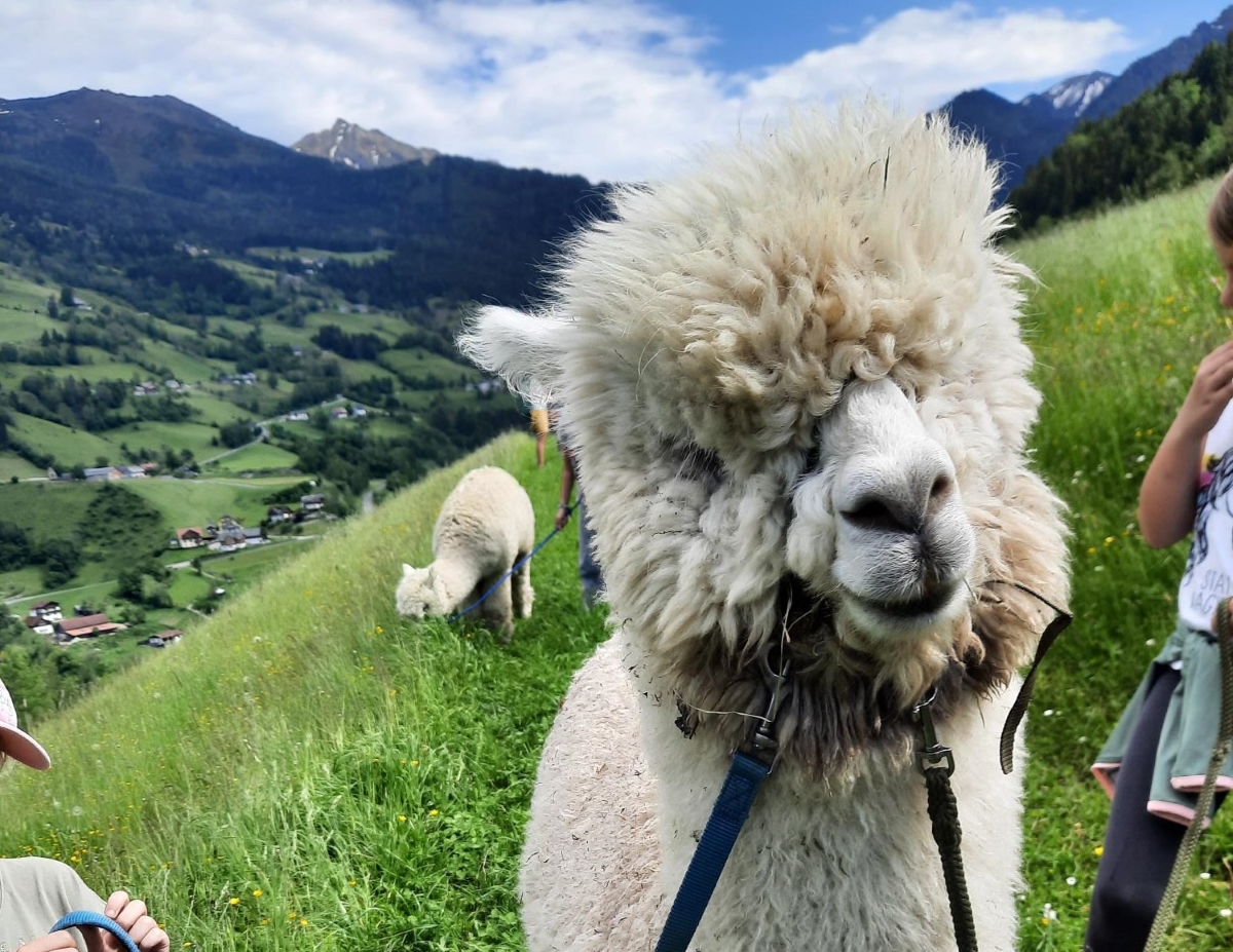 Bild: Bergalpaka im Donnersbachtal