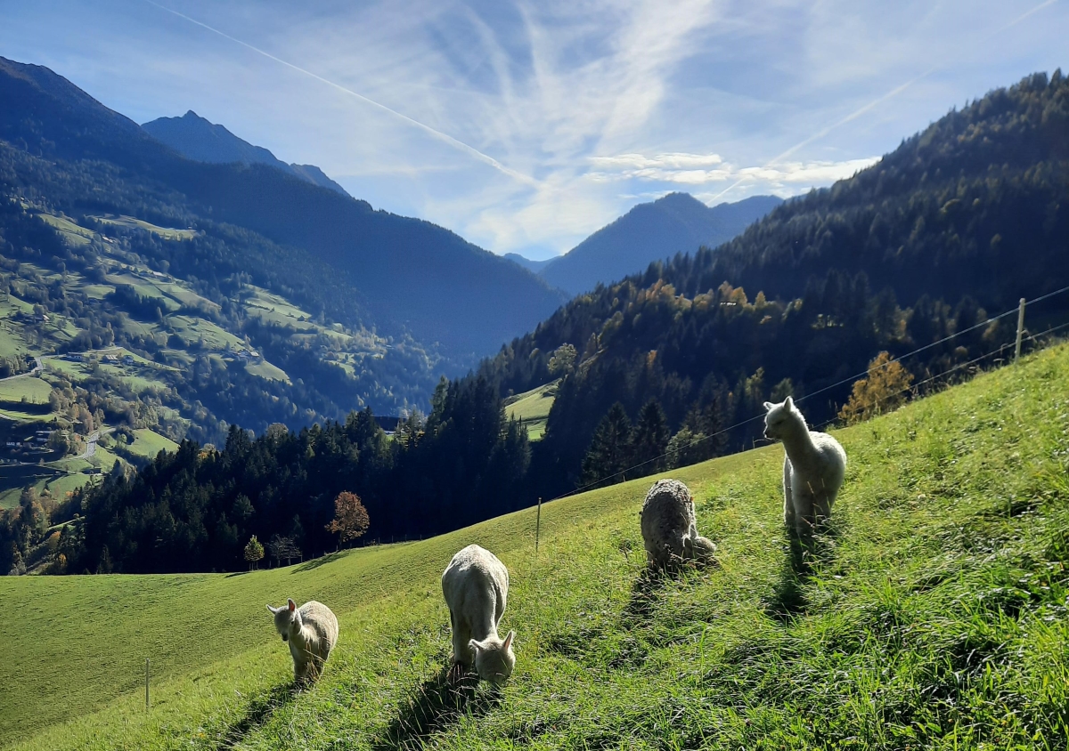 Bild: Bergalpakas am Bio-Erlebnis-Bauerhhof