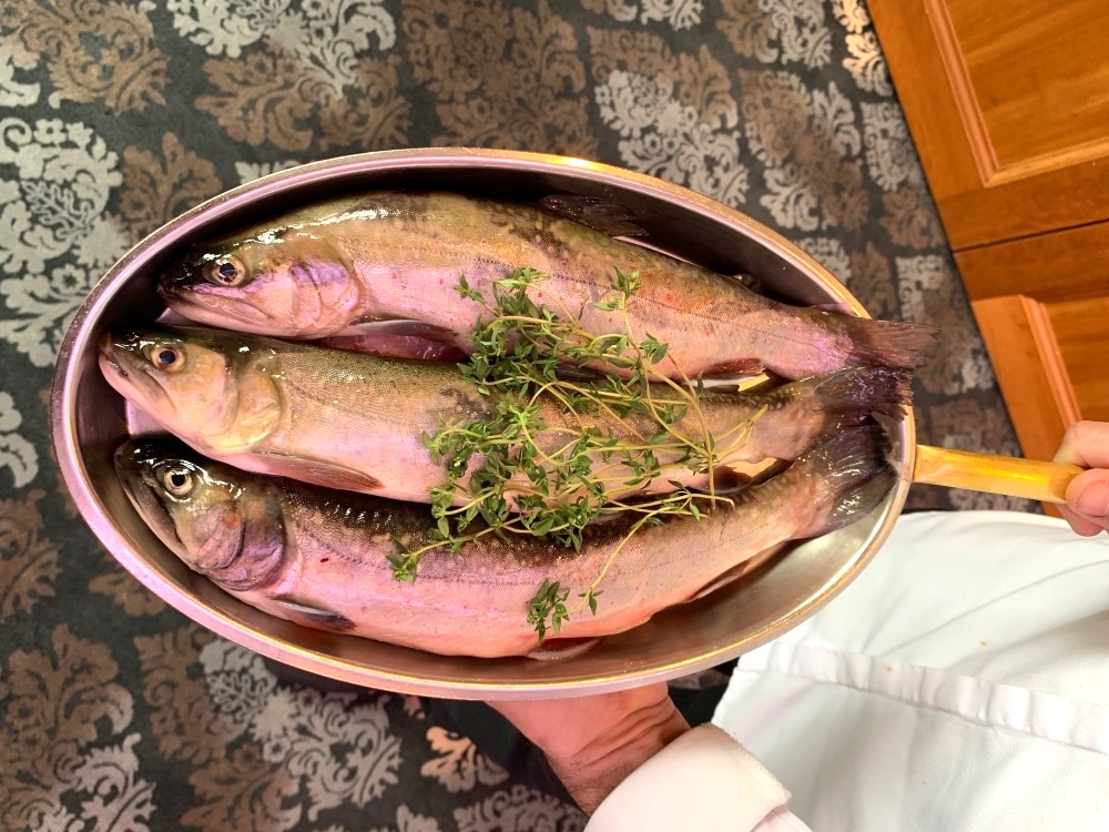 Bild: Saiblinge von der Fischzucht Trautenfels