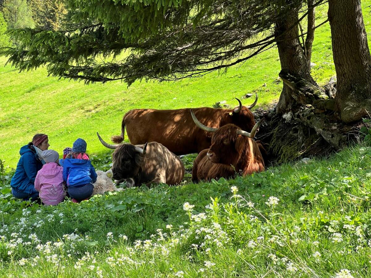 Bild: beim Kuscheln mit den Happy Highlands auf der Weide