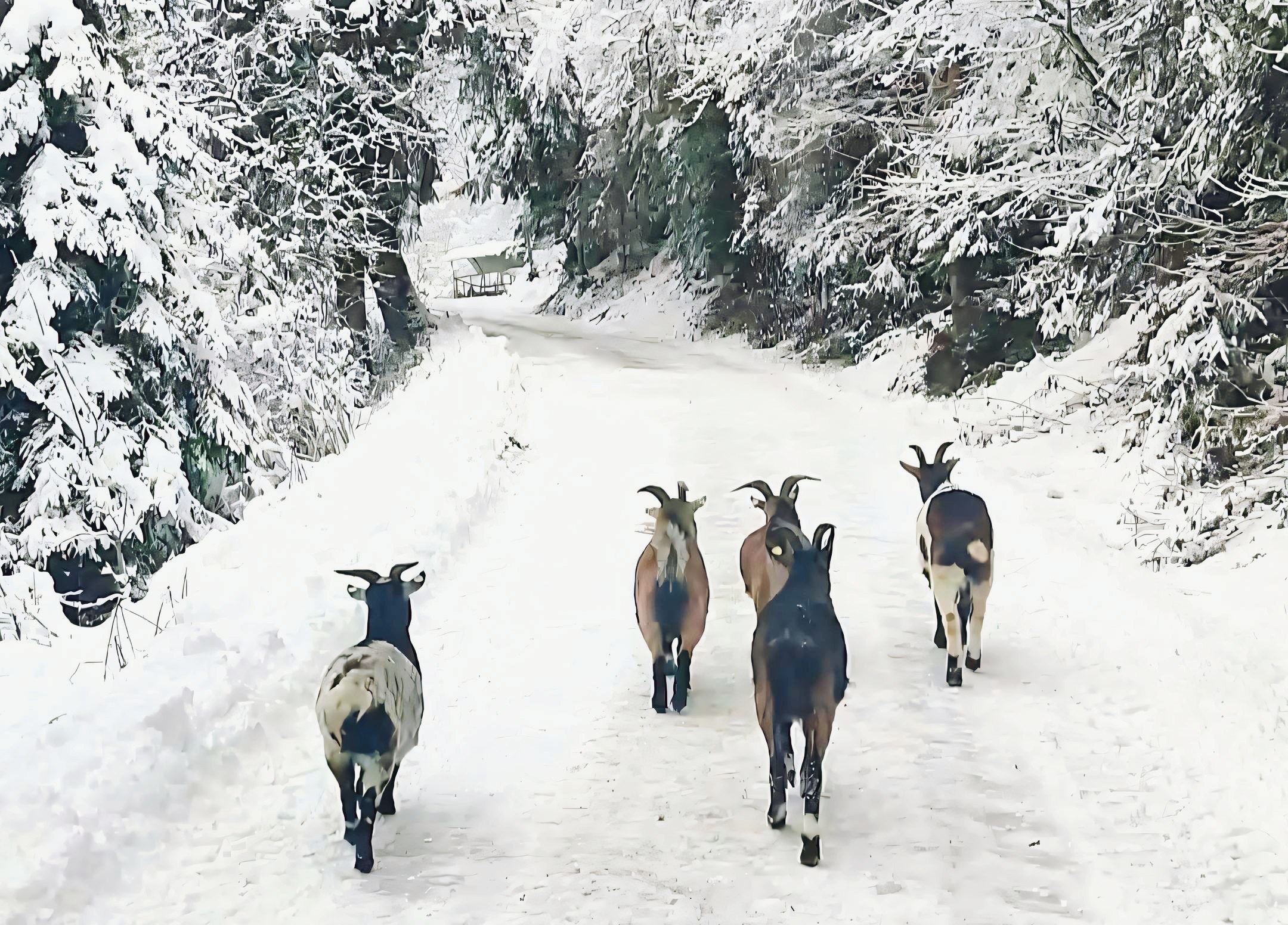 Bild: vier Ziegen in einer Winterlandschaft